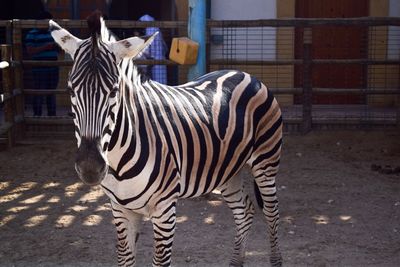Zebra standing in zoo