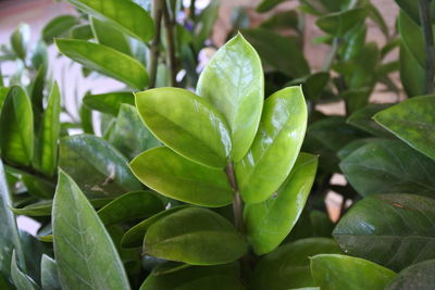 Close-up of green leaves