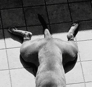 High angle view of horse on footpath