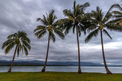 Palm trees on beach against sky