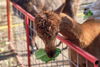 Alpacas in their pens at the farm fair exhibition