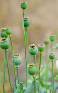 Close-up of plant
