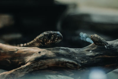 Close-up of turtle in sea