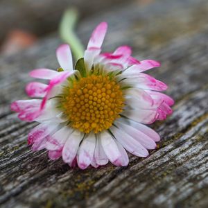 Close-up of pink flower