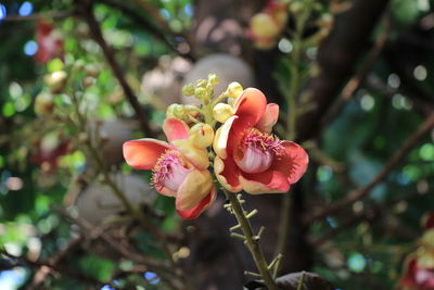 Close-up of pink flowering plant