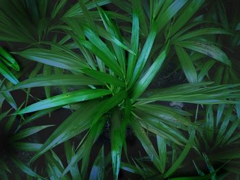 Full frame shot of green plant