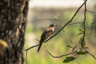 Close-up of bird perching on tree