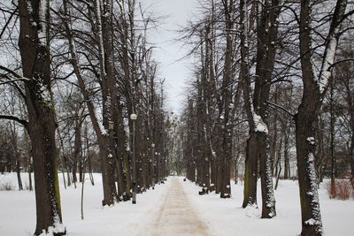 Trees on snow covered landscape