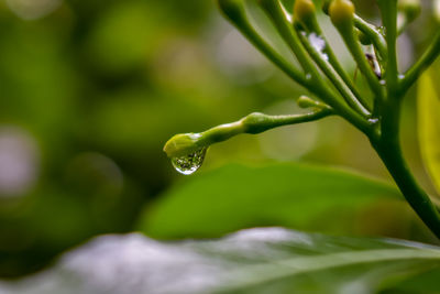 A small water drop is falling from the flower buds.