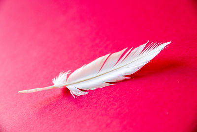 High angle view of feather on pink paper