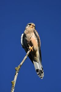 Low angle view of kestrel perching on branch against blue sky