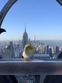 Seagull perching on railing against buildings in city