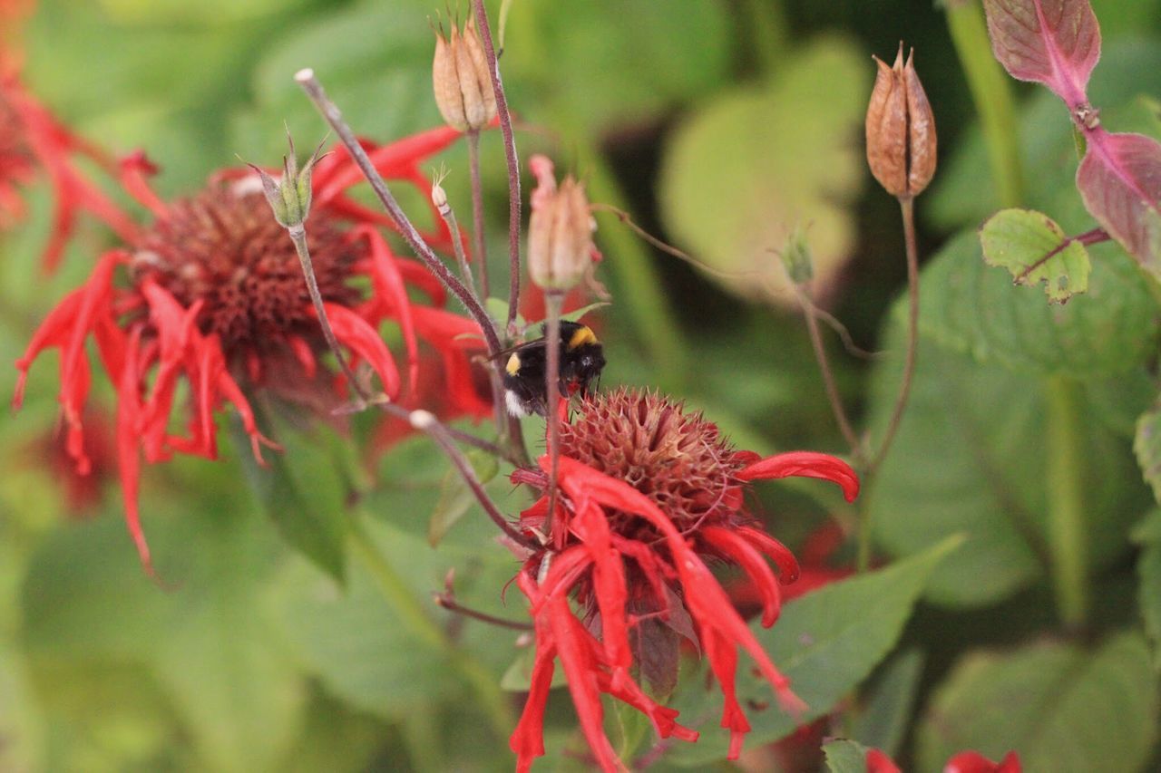 CLOSE-UP OF HONEY BEE ON RED FLOWER