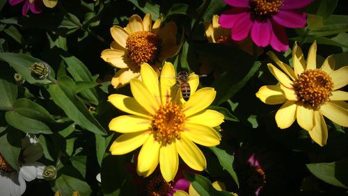 Close-up of yellow flowers blooming outdoors
