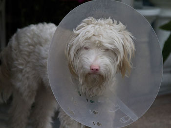 Close-up of injured white dog with protective collar