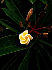 Close-up of flowering plant