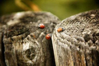 Close-up of insect on wood