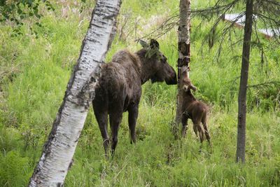 Horses in forest