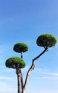 Low angle view of plant against blue sky