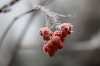 Close-up of plant