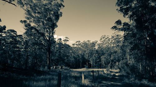 Trees in forest against clear sky during winter