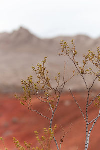 Close-up of desert plant buds on land against sky