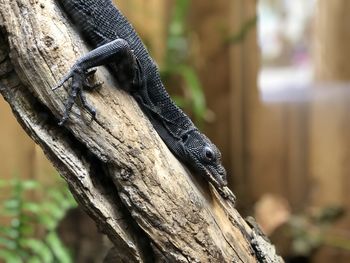 Close-up of lizard on tree