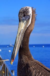 Close-up of a bird