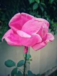 Close-up of pink flower blooming outdoors