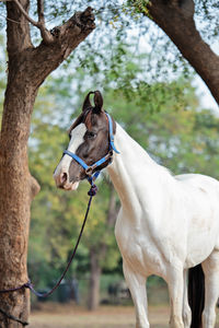 View of a horse on land