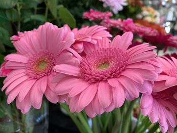 Close-up of pink flowering plants in park