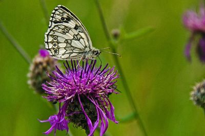 Close-up of butterfly on pink flower