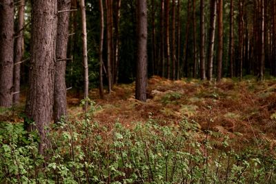 Trees growing in forest