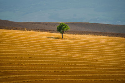 Scenic view of agricultural field against sky