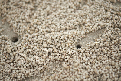 High angle view of crab on sand