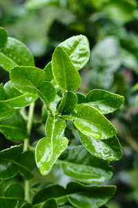 Close-up of fresh green leaves on plant