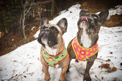 Two dogs on snow covered land