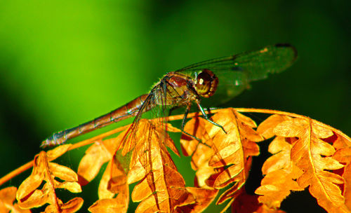 Close-up of insect on leaves