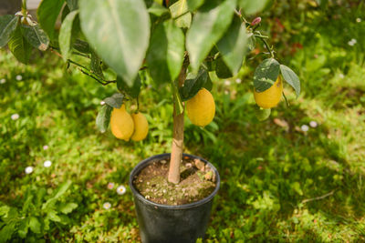 High angle view of lemons growing on tree