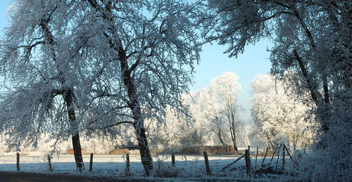 Low angle view of trees on beach against sky