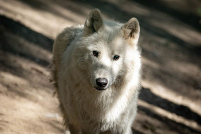 Portrait of dog looking at camera