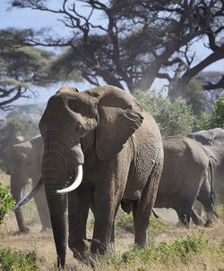 Elephant walking in a forest