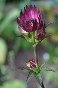 Close-up of pink flowering plant