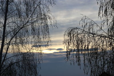 Silhouette of tree against cloudy sky