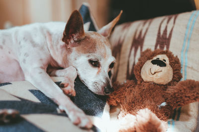 View of a dog resting at home