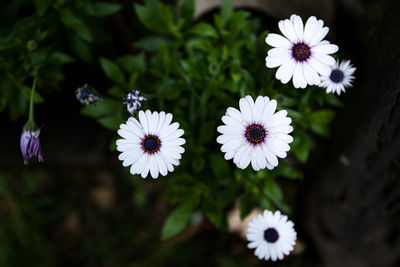 Close-up of white daisy