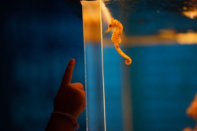 Close-up of hand pointing at sea horse