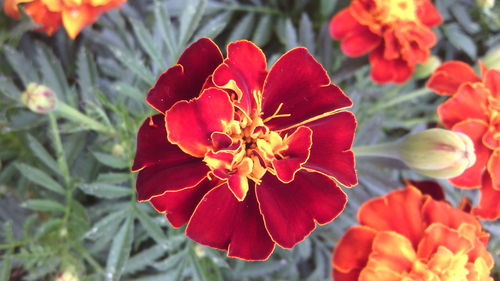 Close-up of red flower