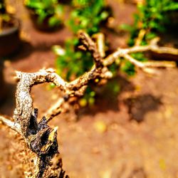 Close-up of dead plant on field