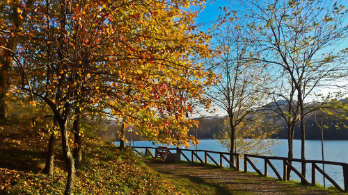 Trees in park